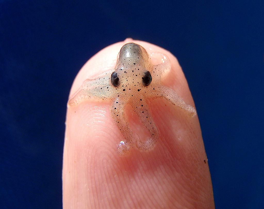 Mazais astoņkājis