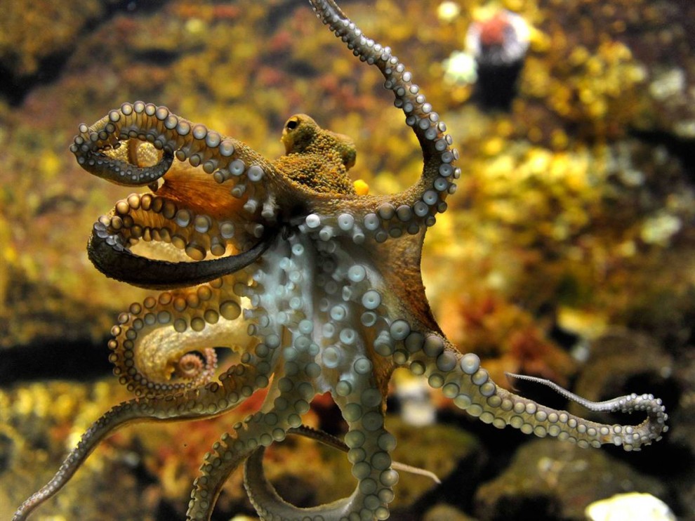Delwedd GIF: octopws a'i gofod