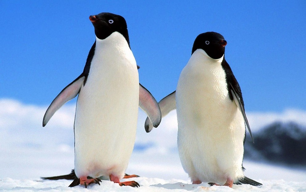 Mga litrato sa mga penguin