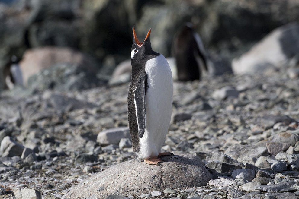 Cool pinguino