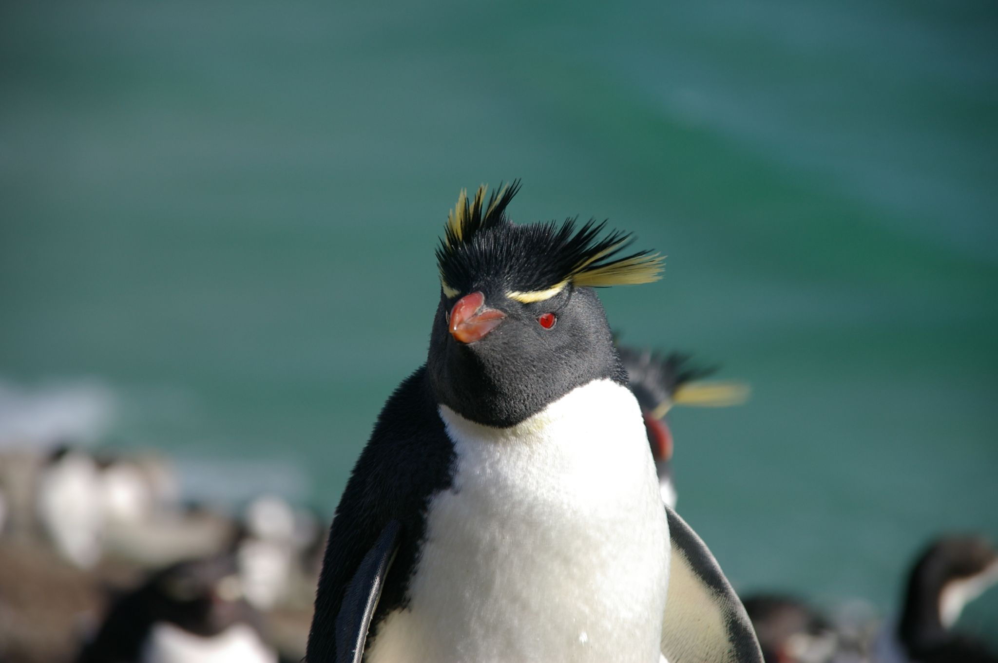 Pinguim fresco