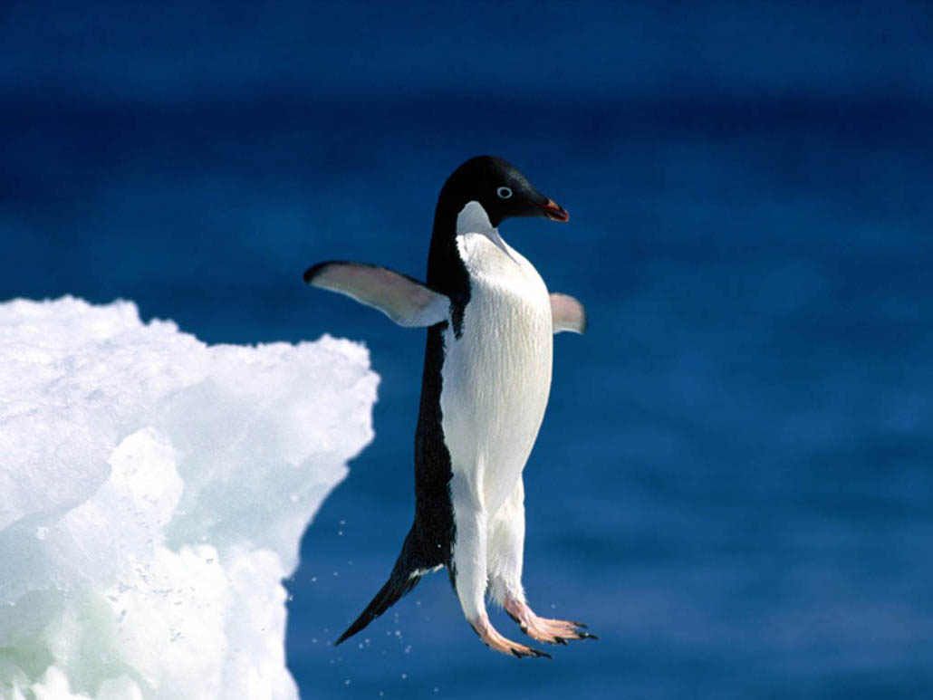 Penguin hoppe