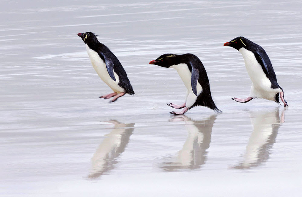 Смешни пингвини