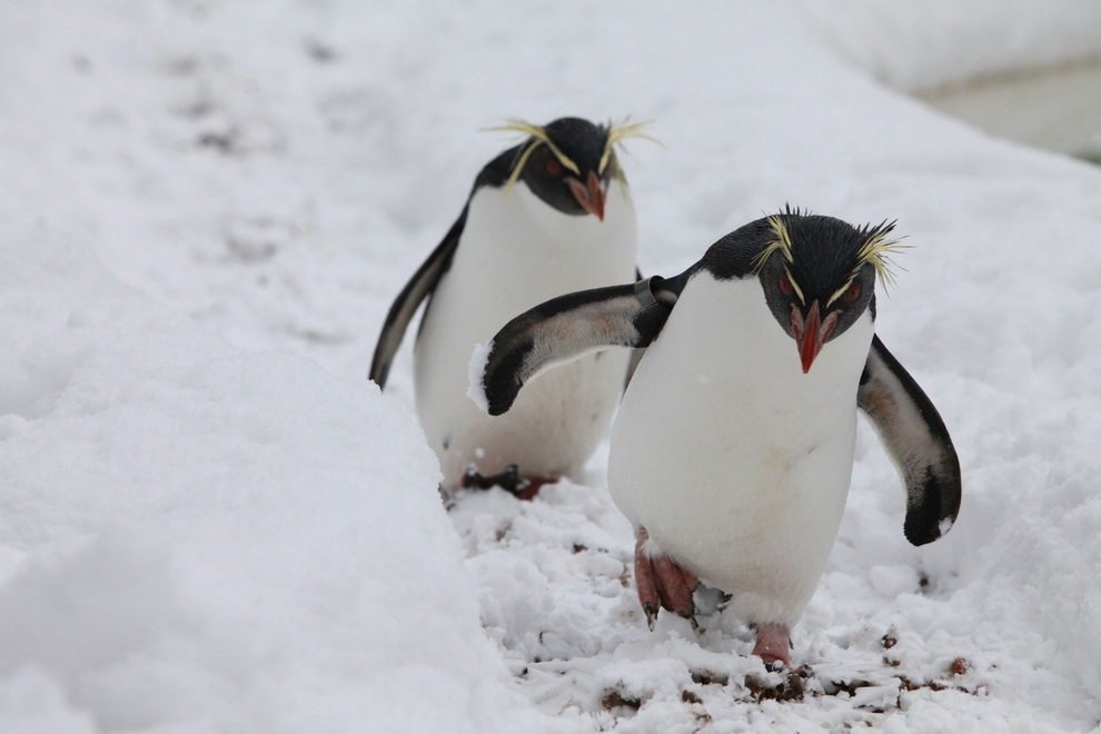 Зло пингвини