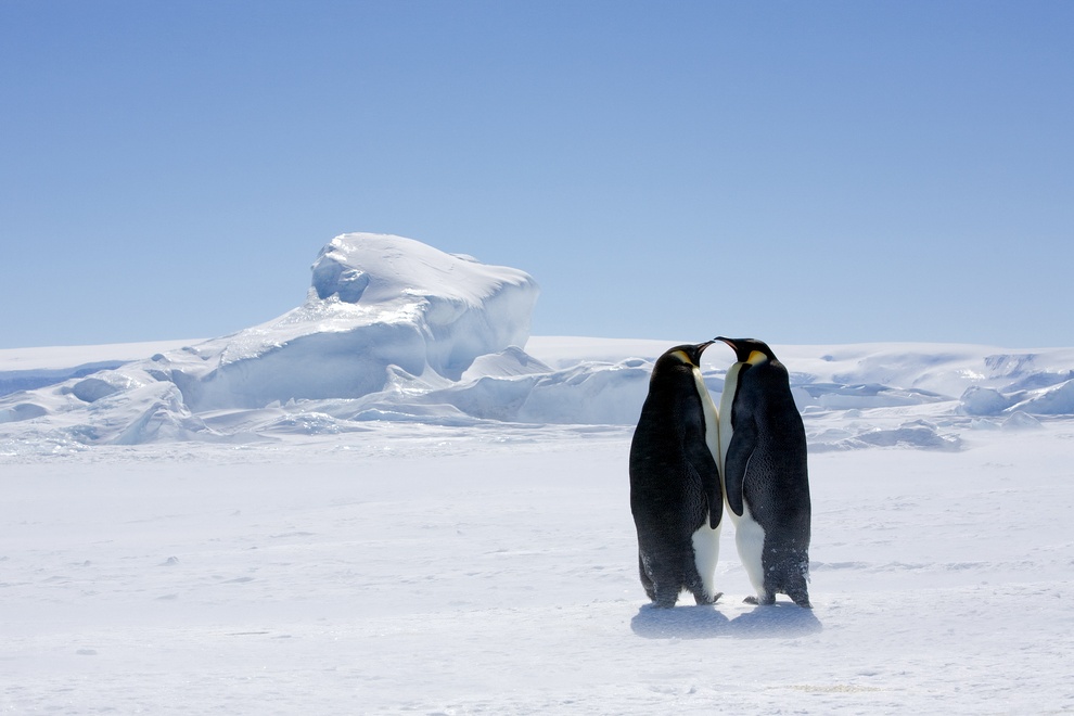 Keiser pingviin