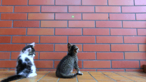 تصویر GIF: بچه گربه ها بازی می کنند
