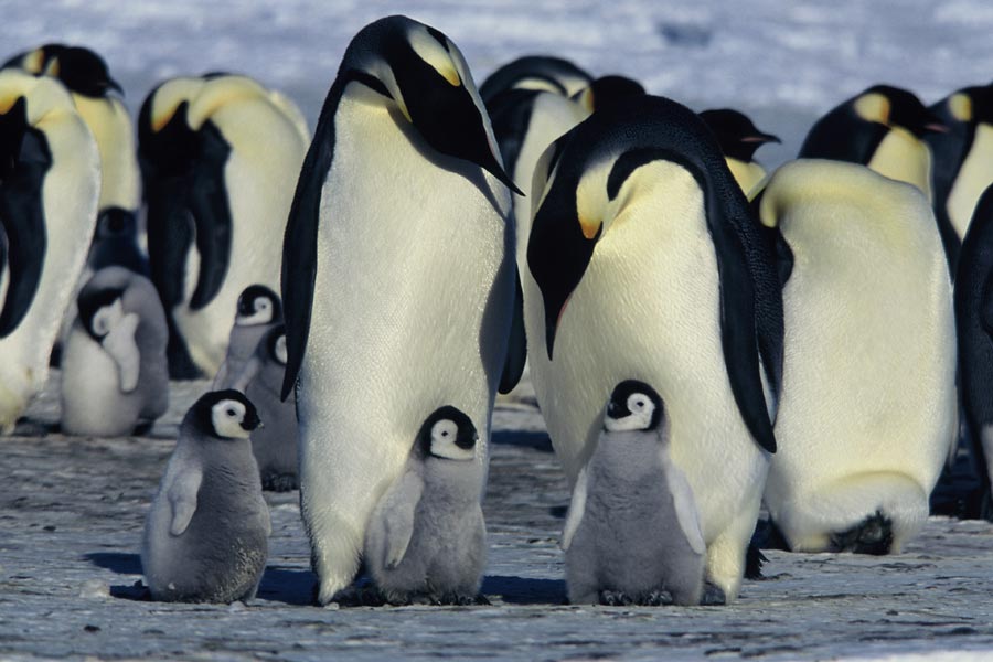 Mga Penguin