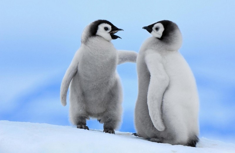 Mazie pingvīni