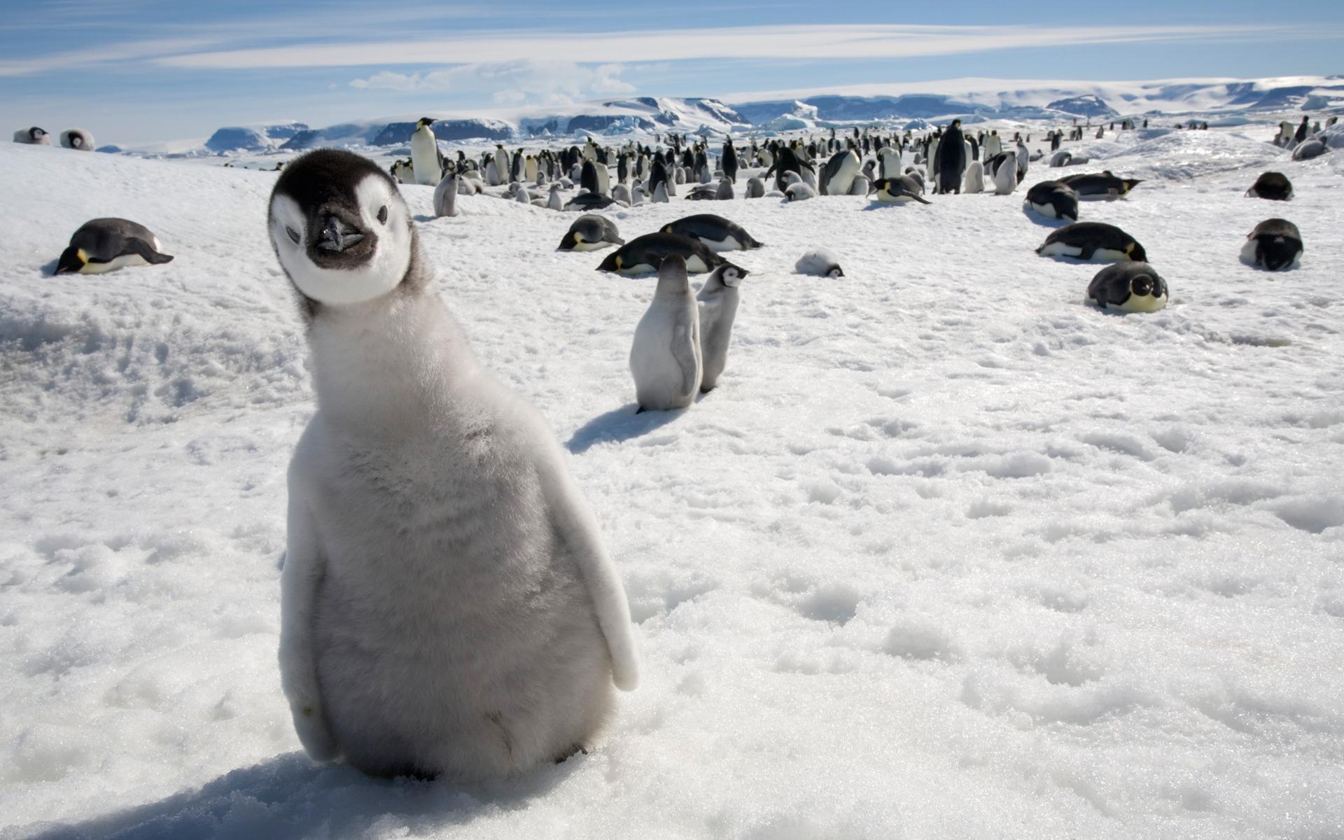 Mga Penguin