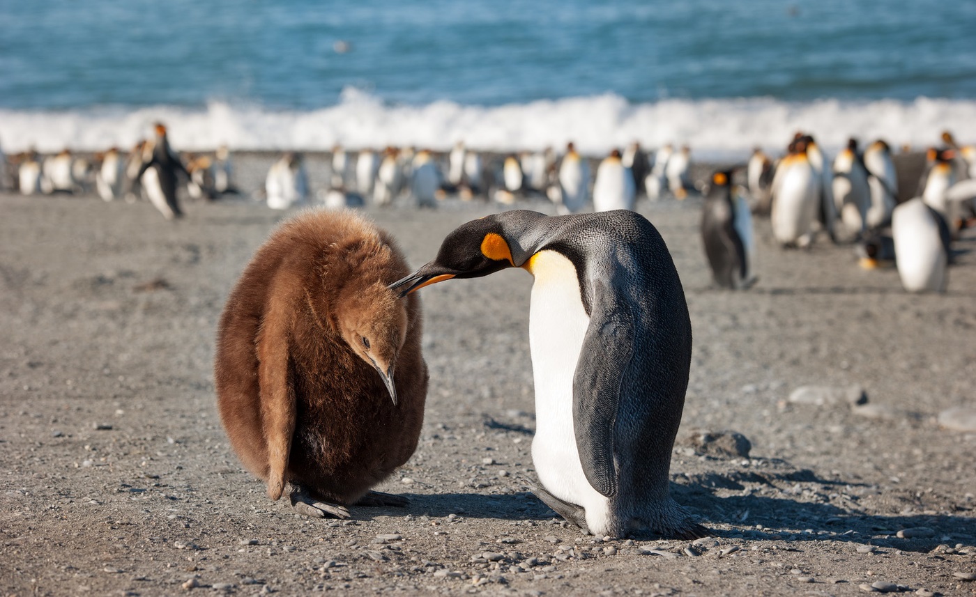 Pinguini nantu à l'iceberg in l'Antartida. Fotografu Joshua Holko