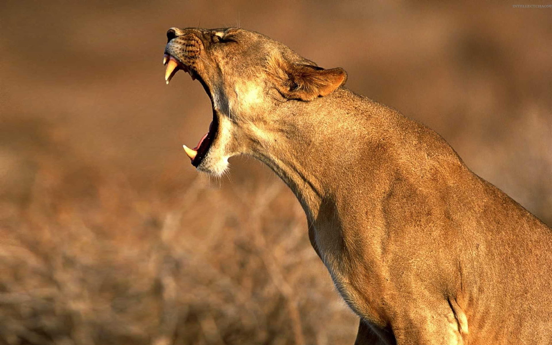 Puma yawning