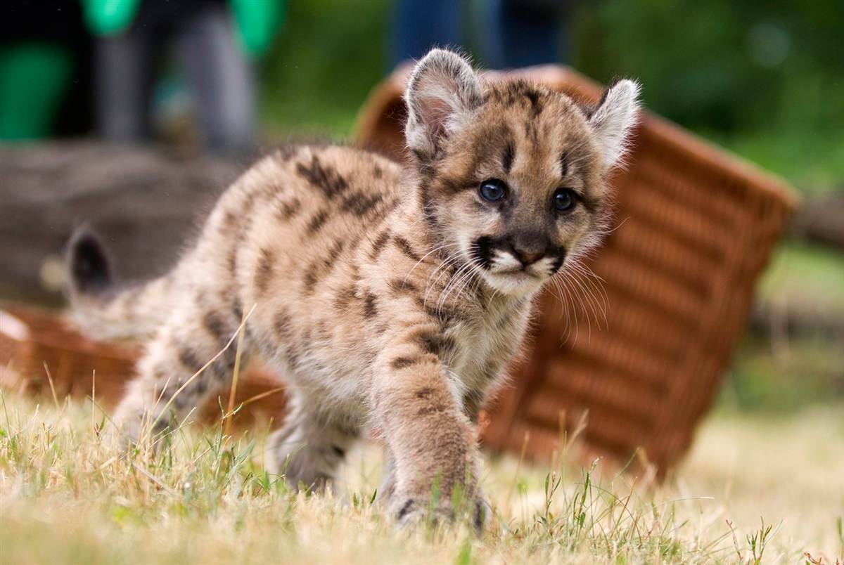 Cub Puma