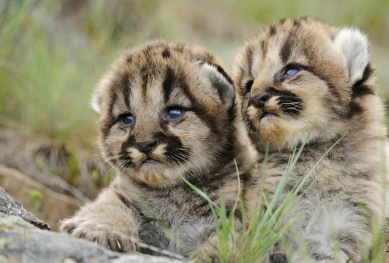 Mga cougar cubs