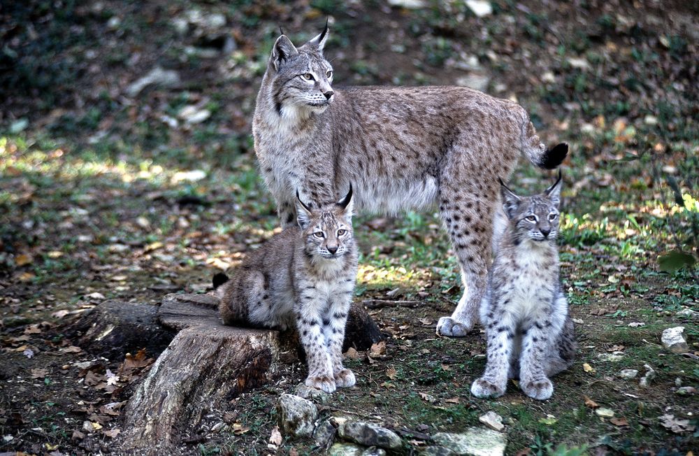 Lynx সঙ্গে একটি লিন্স ছবি
