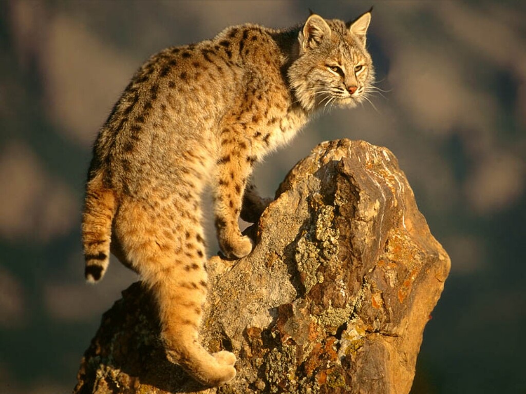 Lynx on batu nu