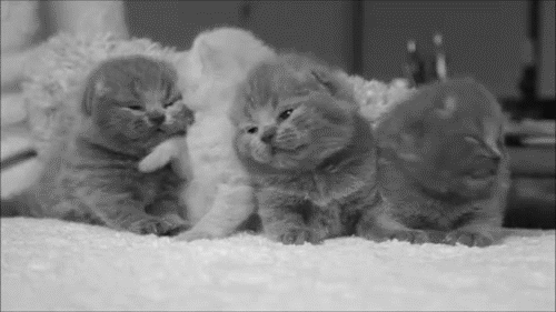 GIF picture with cute kittens