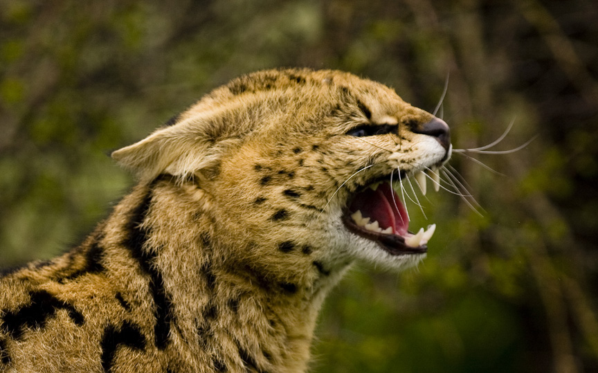 Fọto: serval grin