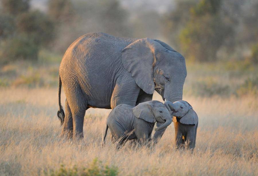 تصویر ہاتھی اور ہاتھی