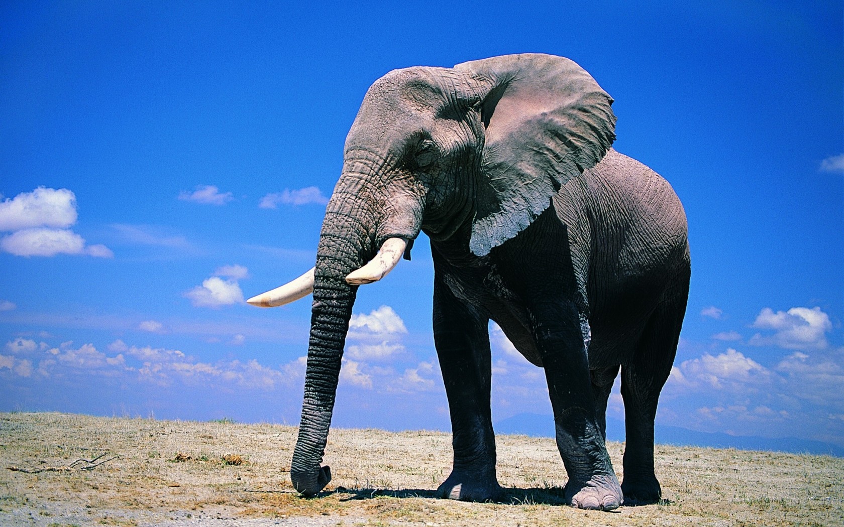 Hermosa foto de un elefante