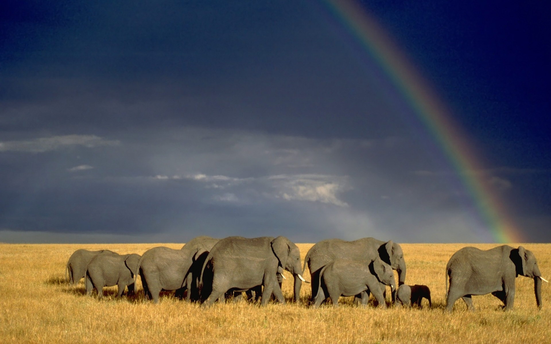 Un troupeau d'éléphants et un arc-en-ciel