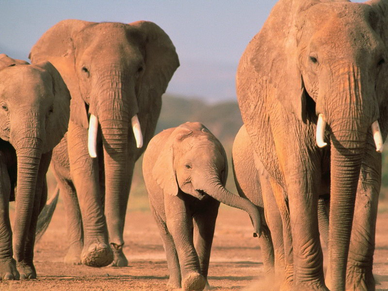 Слонове и слонове в стадото