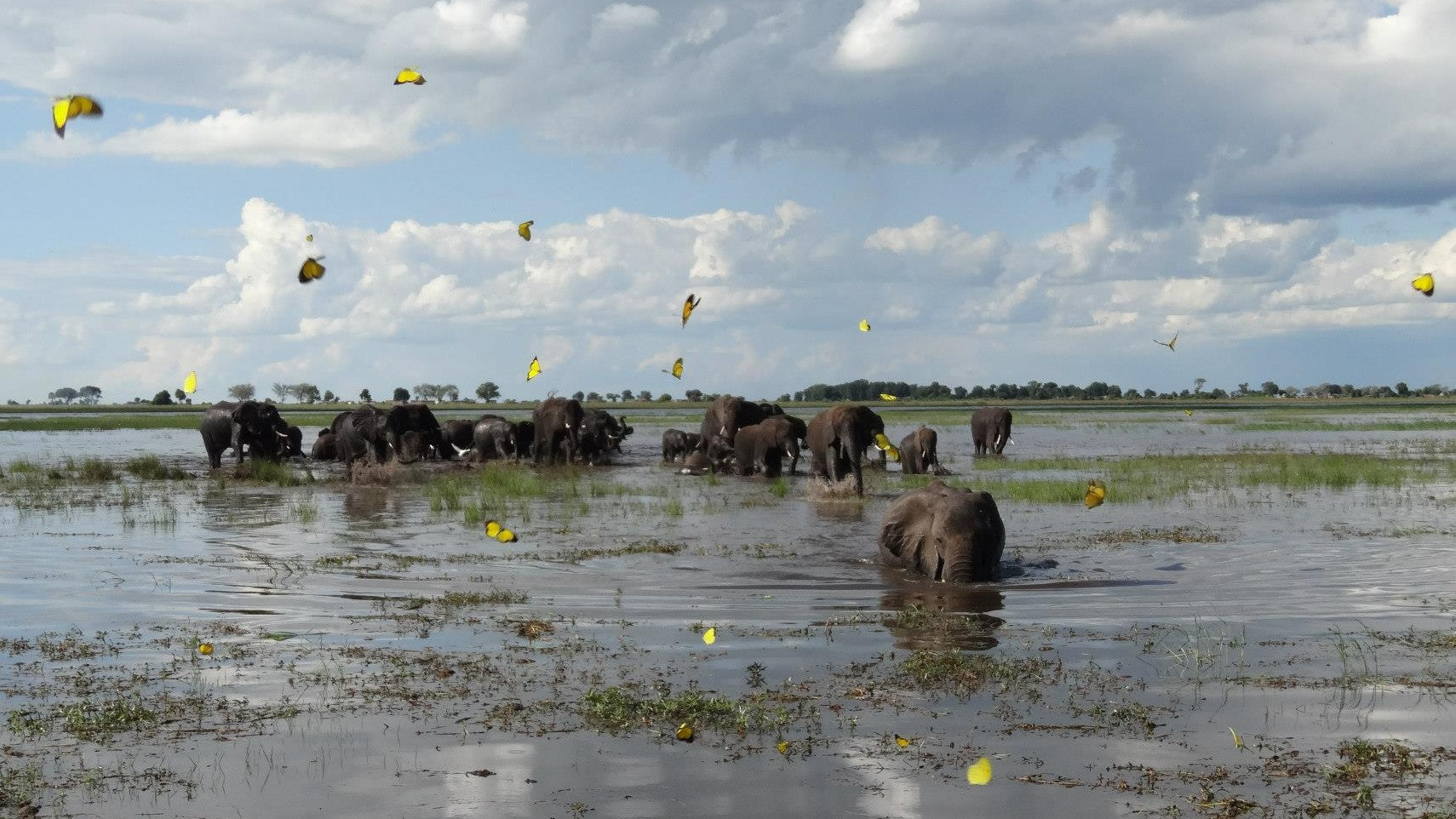Elefanti in Africa