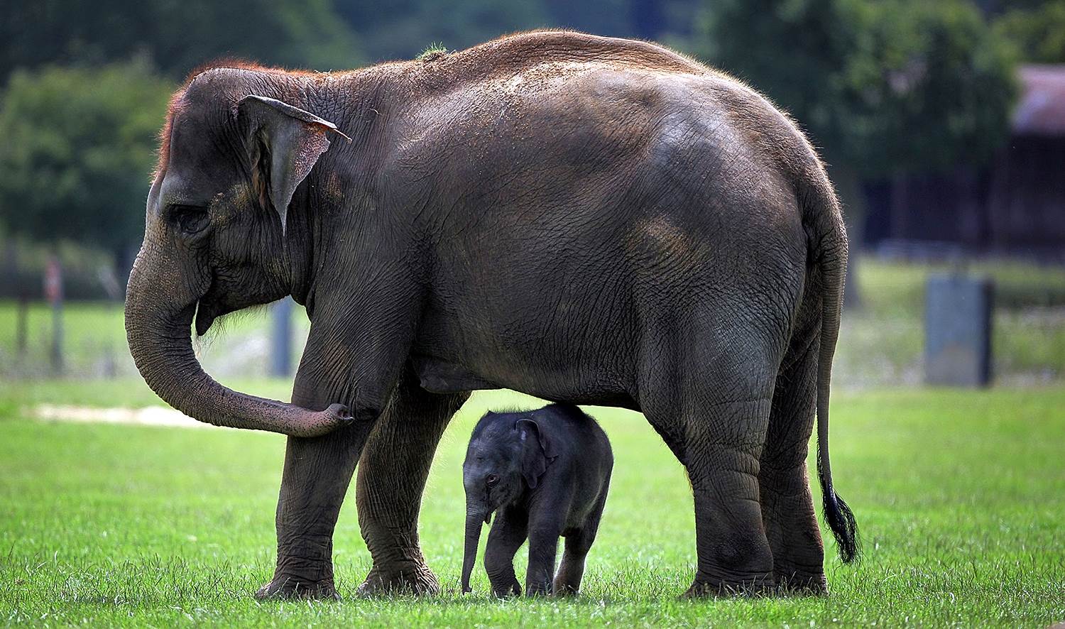 Elefant mamma med elefant