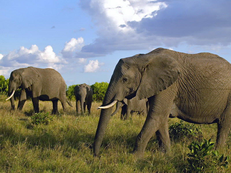 Elefantët në savan