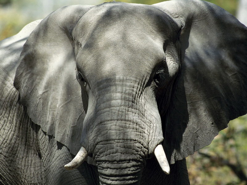 Elephantos in prima Serengeti Park, Tanzania