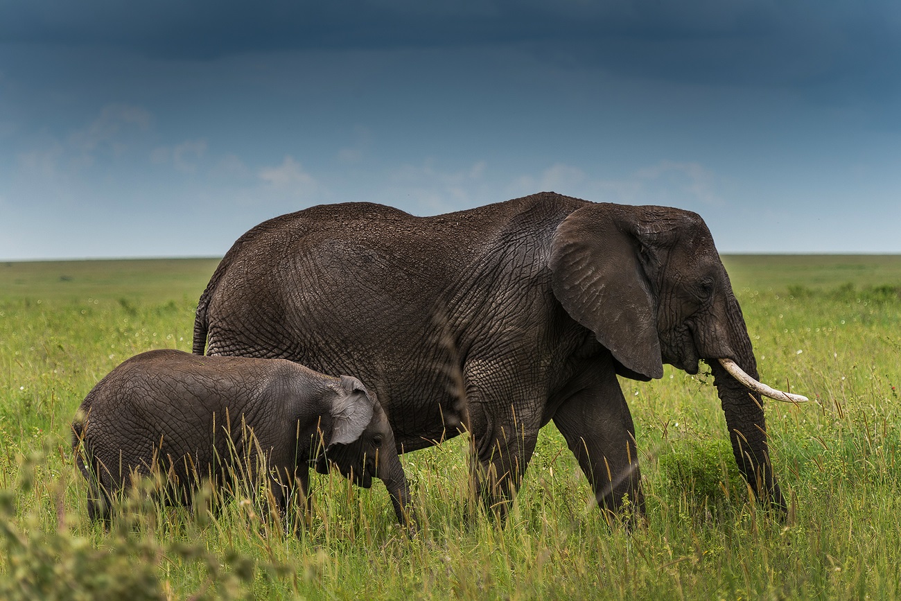 Enorme elefante nel parco del Serengeti