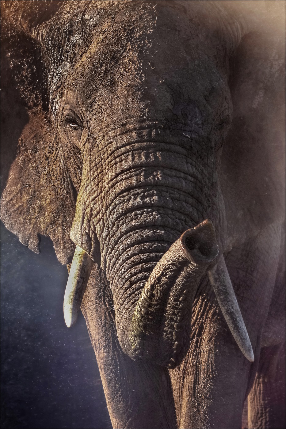 Enorme elefante nel parco del Serengeti