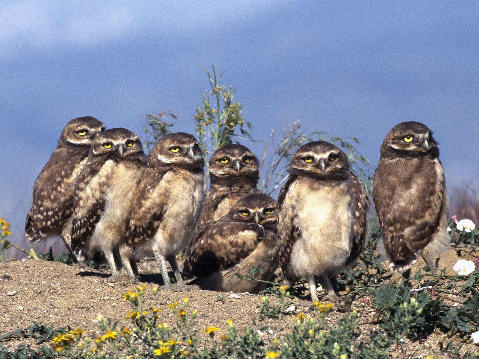 Ama-owls amafoto