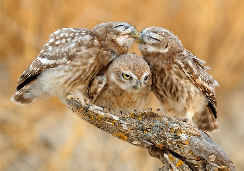 Ama-owls amafoto