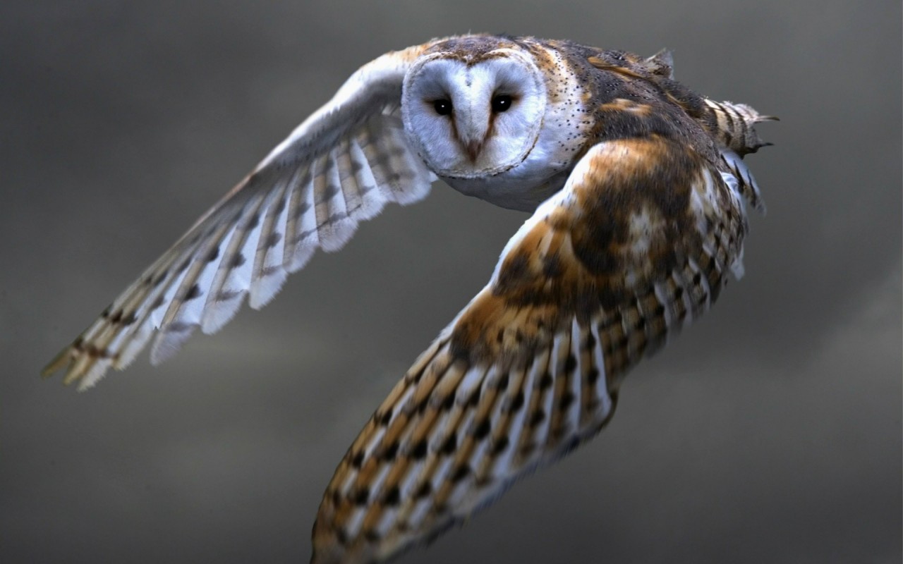 Owl fotografija