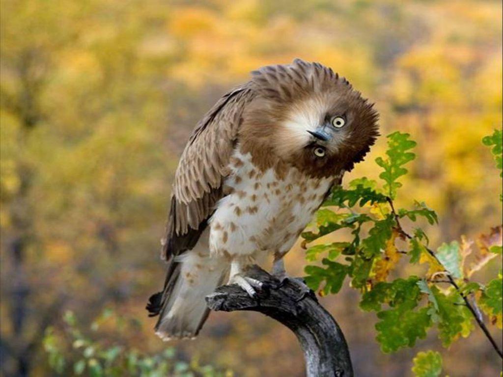 Dealbh Owl