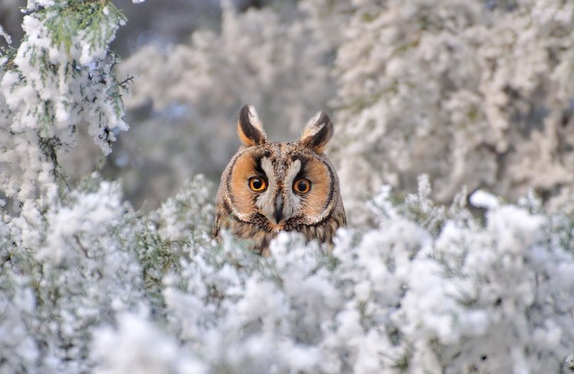 Owls foto në shkurret