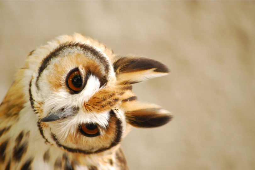 Photo owl muzzle