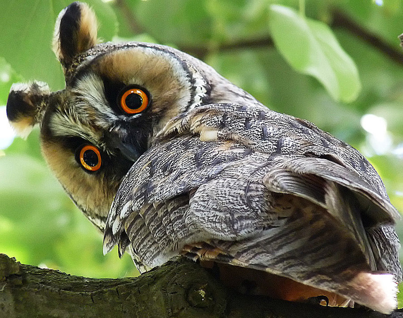 Photo owl or owl