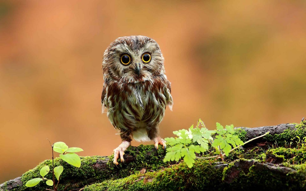 Owl ფოტო