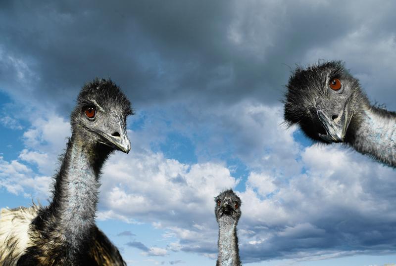 Foto de avestruces