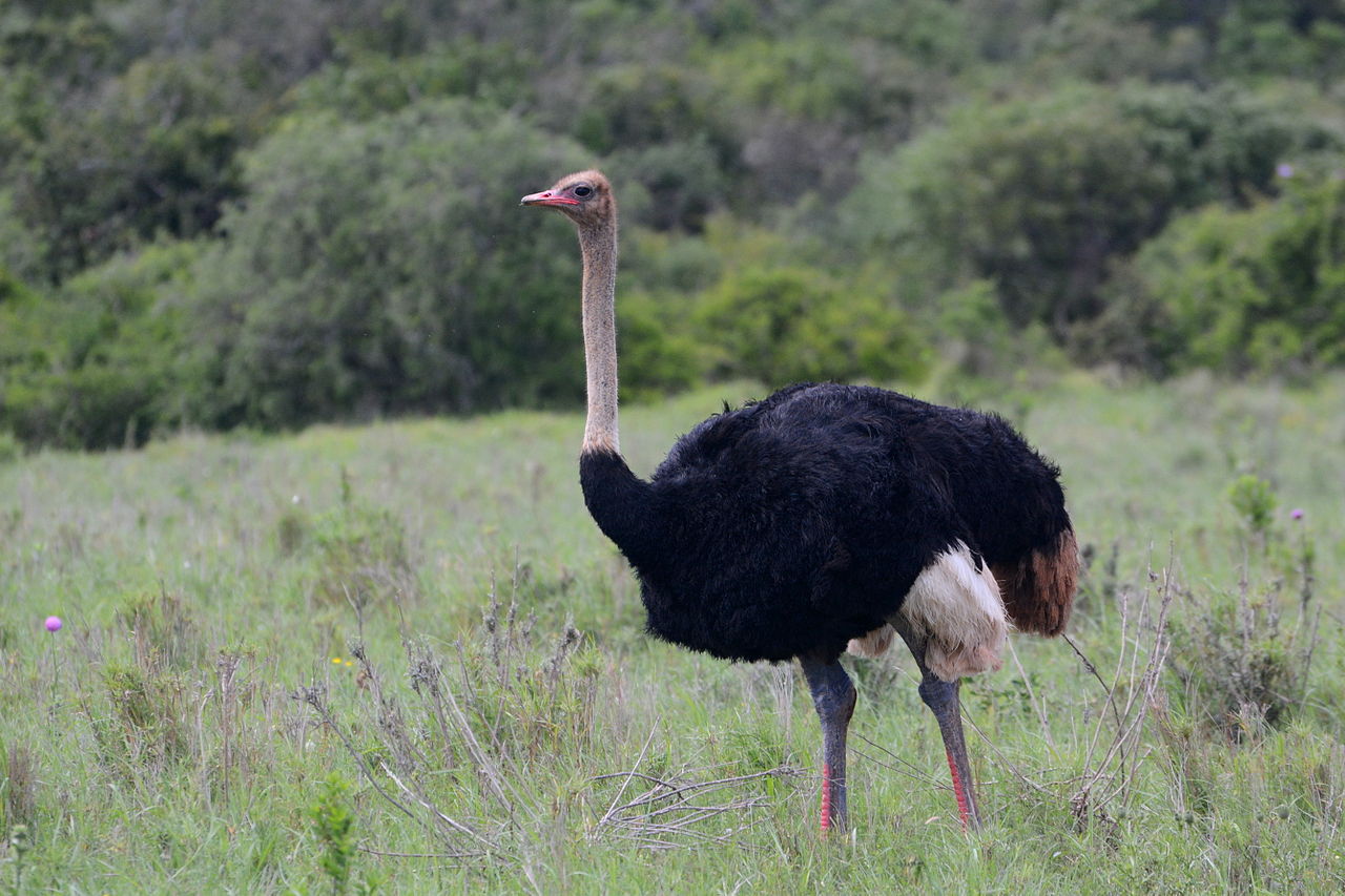 Photo ostrich