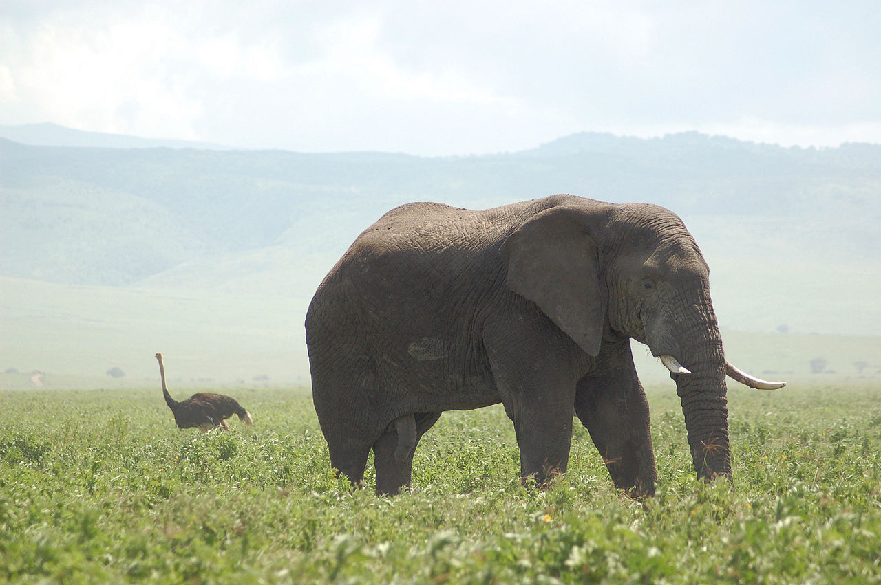 Страус і слон