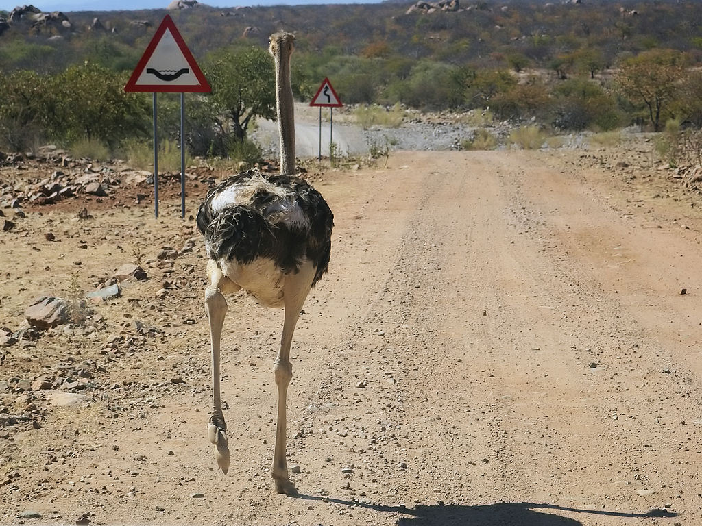 Ostrich í Kenýa