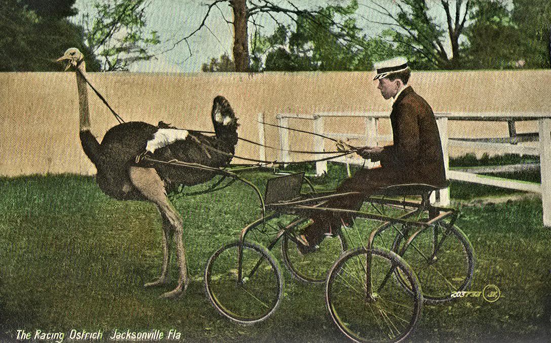 Ostrich racing (USA, 1911).