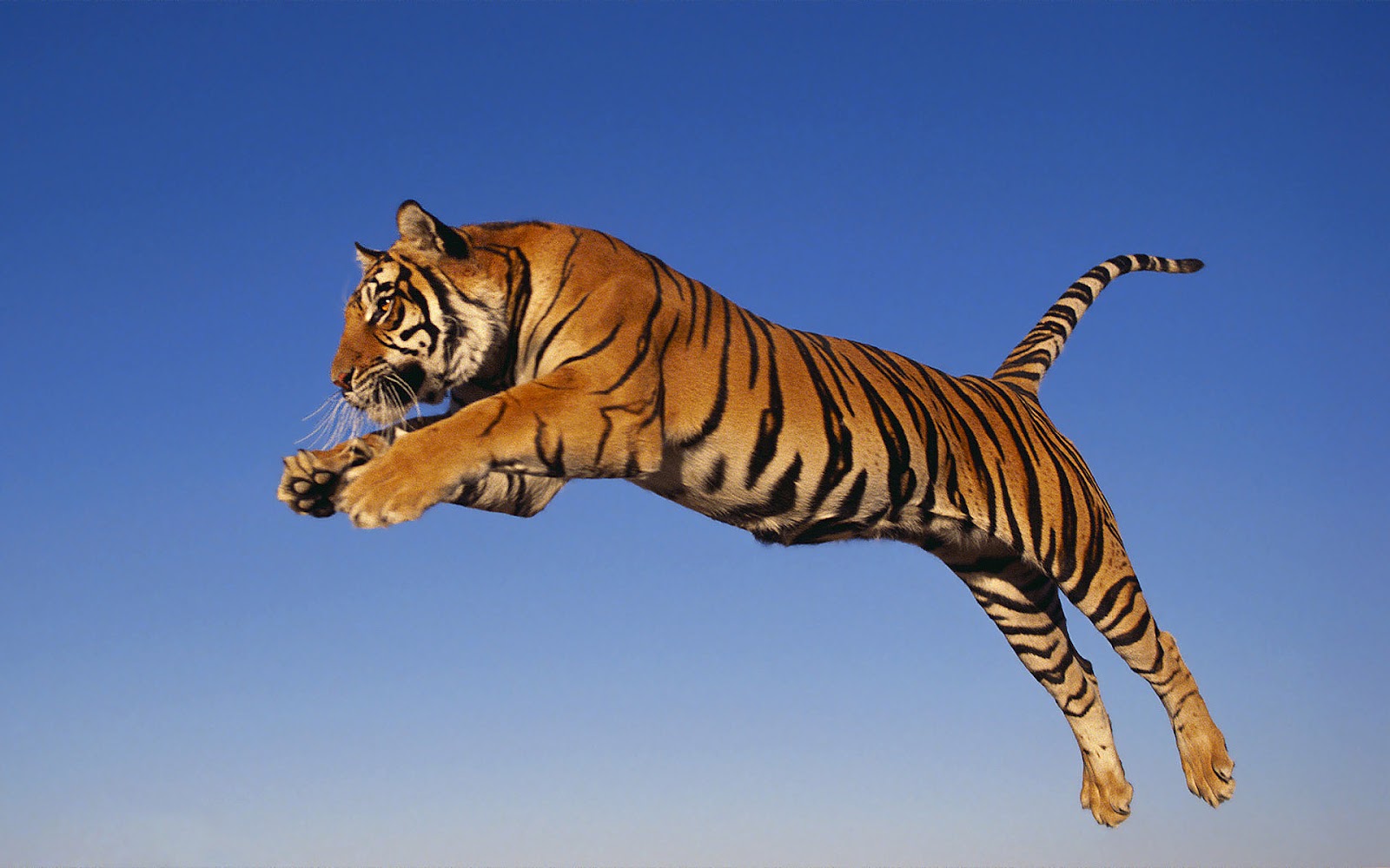 Tiger skok