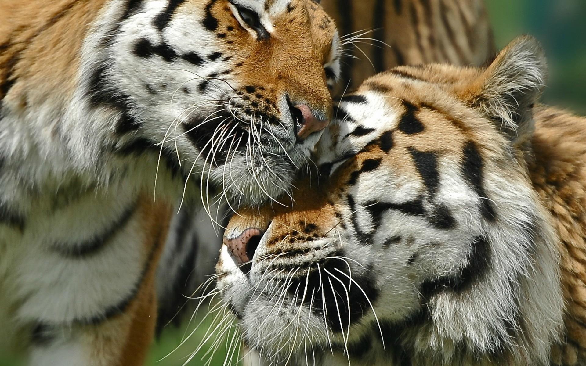 Bons tigres