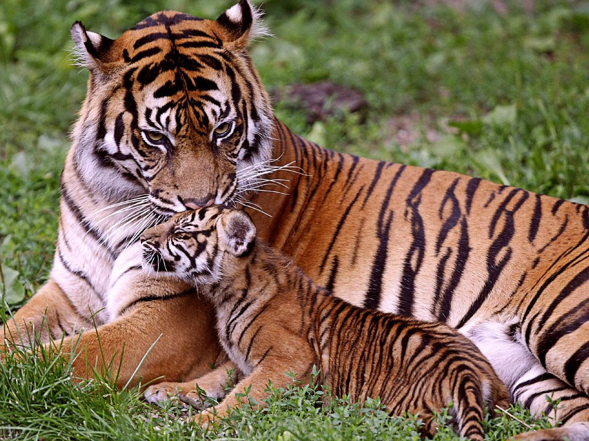 Tigresa com filhote de tigre