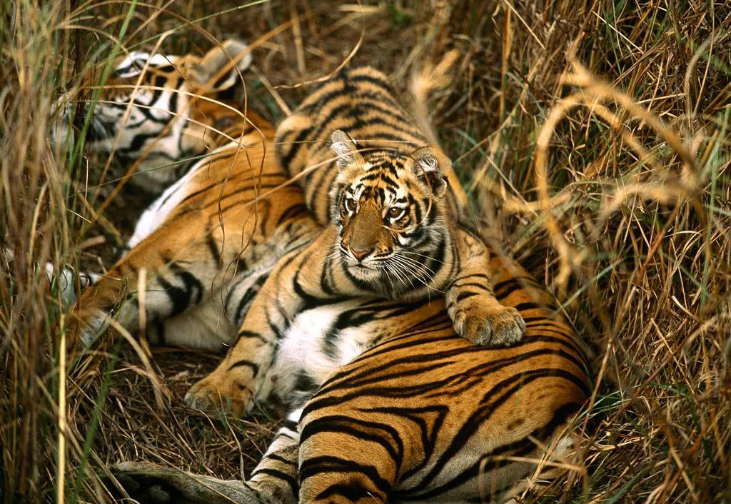 Tigër me këlysh tigër
