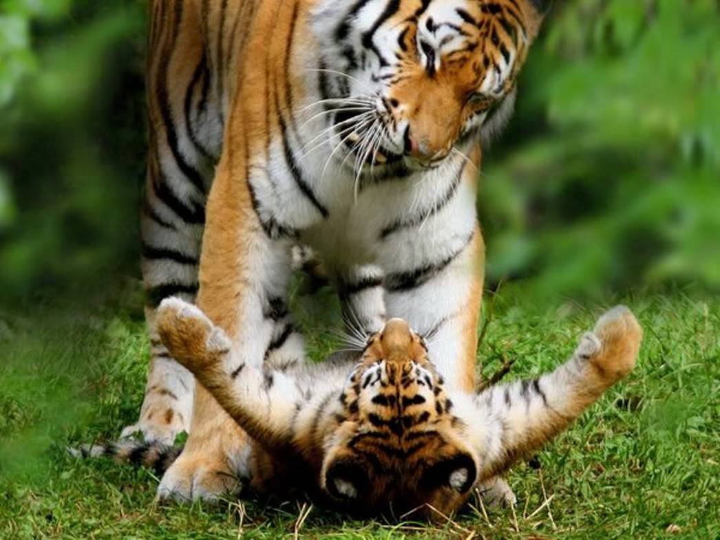 Tigress yn chwarae gyda chiwb tiger