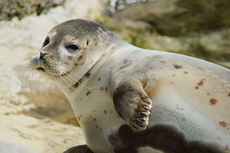 I-cute seal